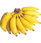 Banana prata